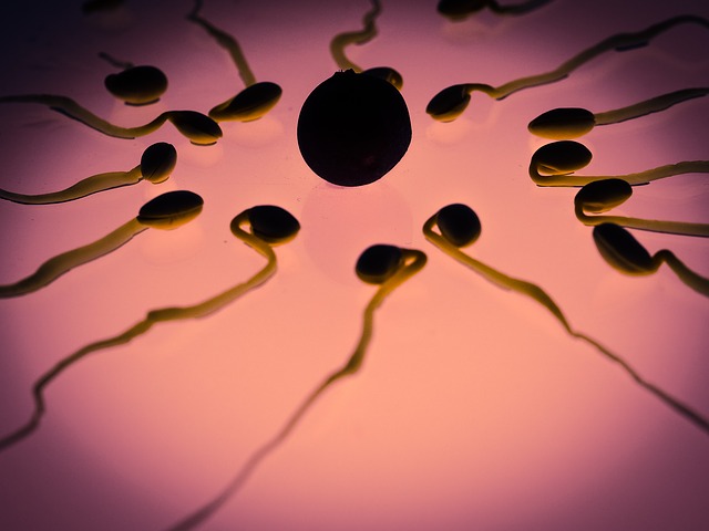 number of sperm