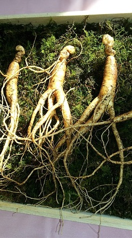 Ginseng