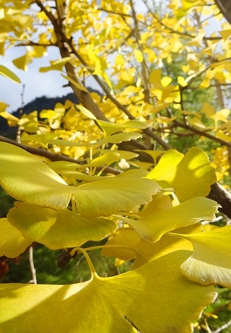 Ginkgo Biloba