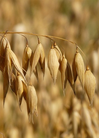 Oat Straw