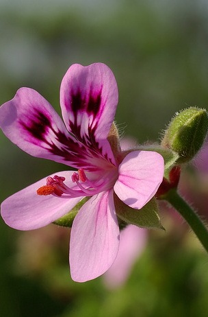 Geraniums