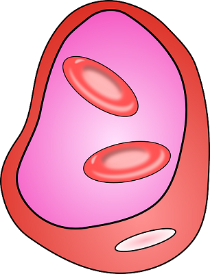 blood vessels