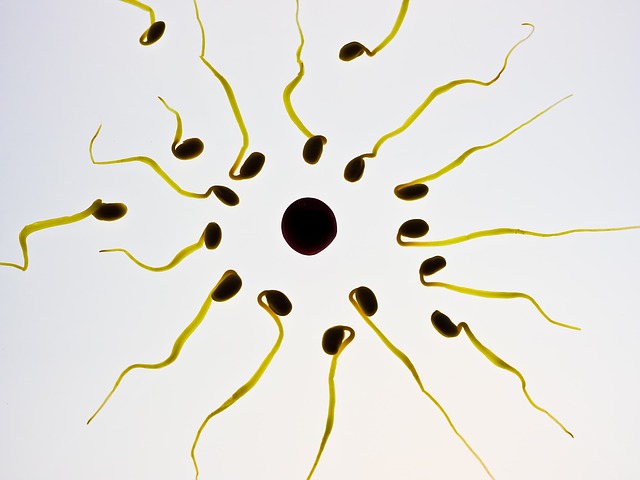 Sperm